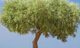 Few things are as Greek as the olive tree