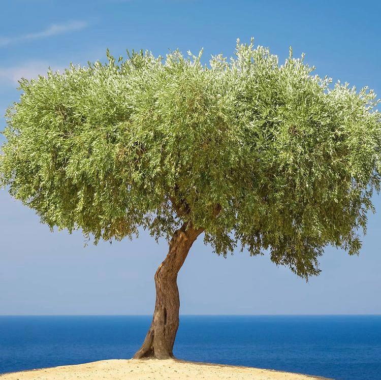 Few things are as Greek as the olive tree