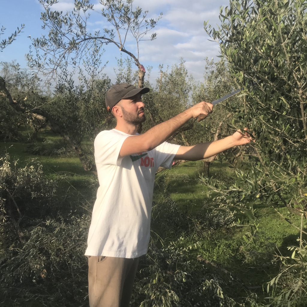 Olive Harvest-MONOGRAM